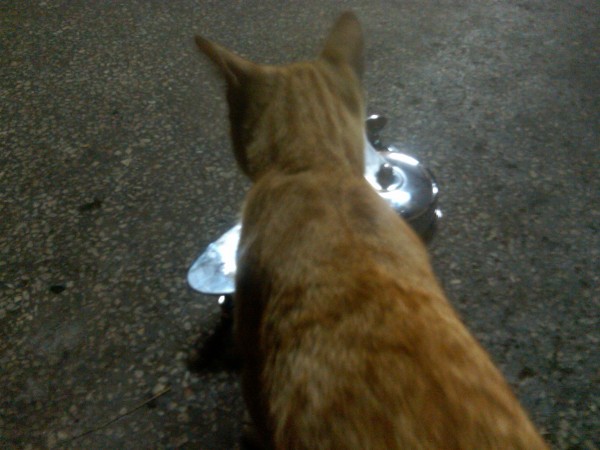 IMG00191-20110711-2233.jpg (688.71 KiB) Viewed 382476 times The workshop cat liked it, too!